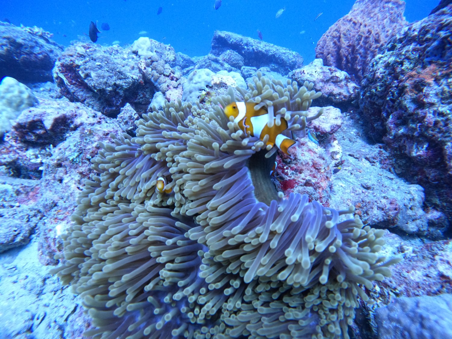 resort in neil island